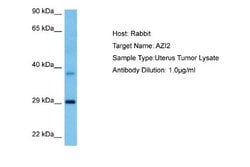 AZI2 Rabbit anti-Human, Polyclonal, Novus Biologicals 0.1 mL | Buy Online | Novus Biologicals | Fisher Scientific